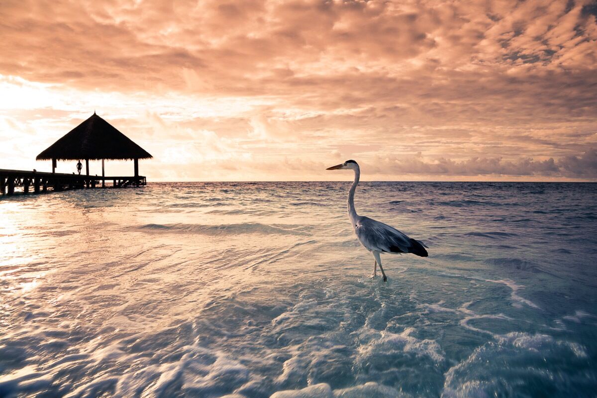 Papermoon Fototapete »Flamingo Tropical Beach«, samtig, Vliestapete,... bunt