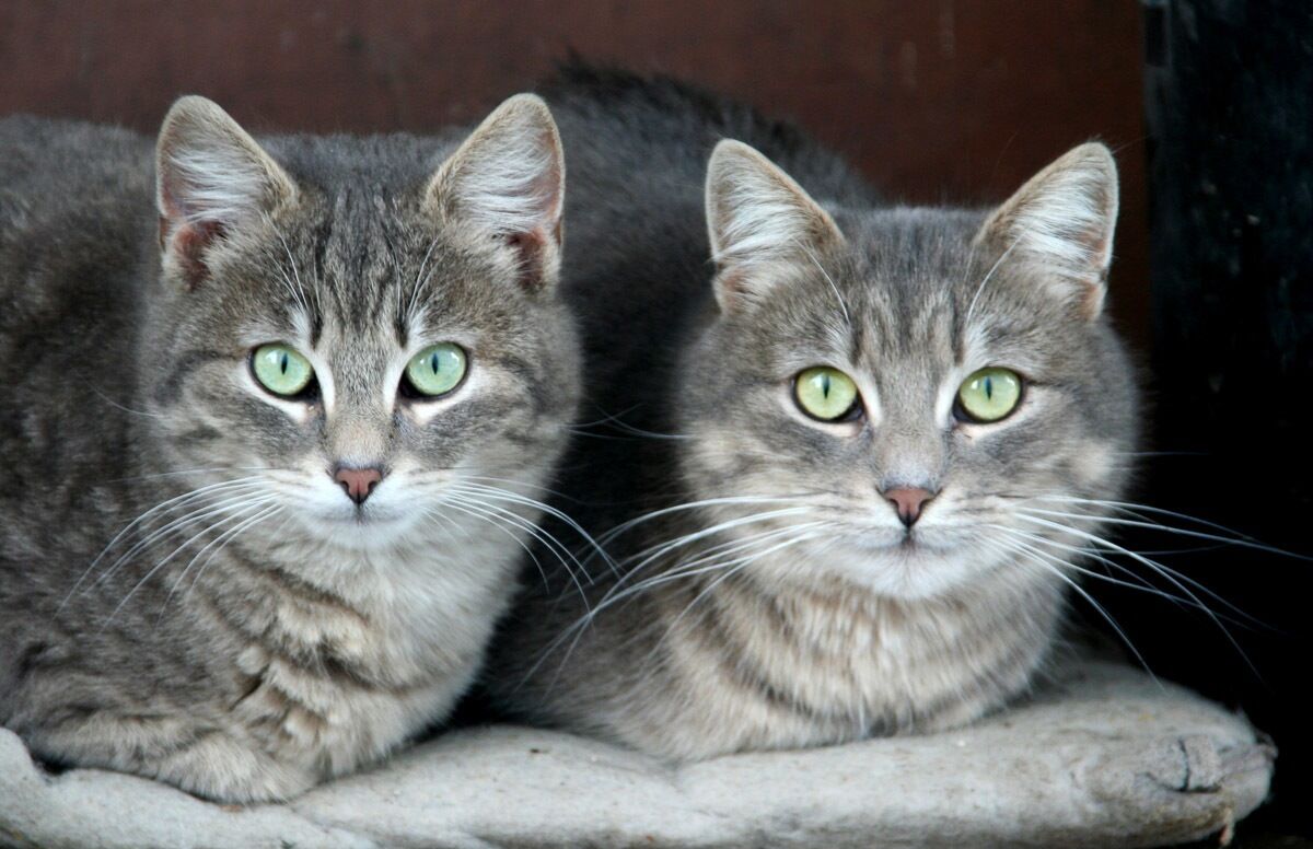 Papermoon Fototapete »Grüne Augen Katzen«, samtig, Vliestapete, hochwertiger... bunt