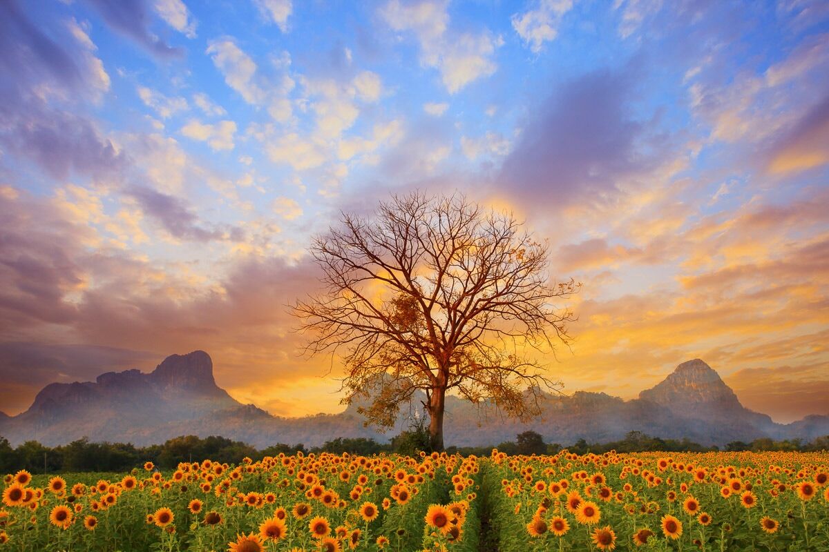 Papermoon Fototapete »Sonnenblumenlandschaft«, Vliestapete, hochwertiger... bunt