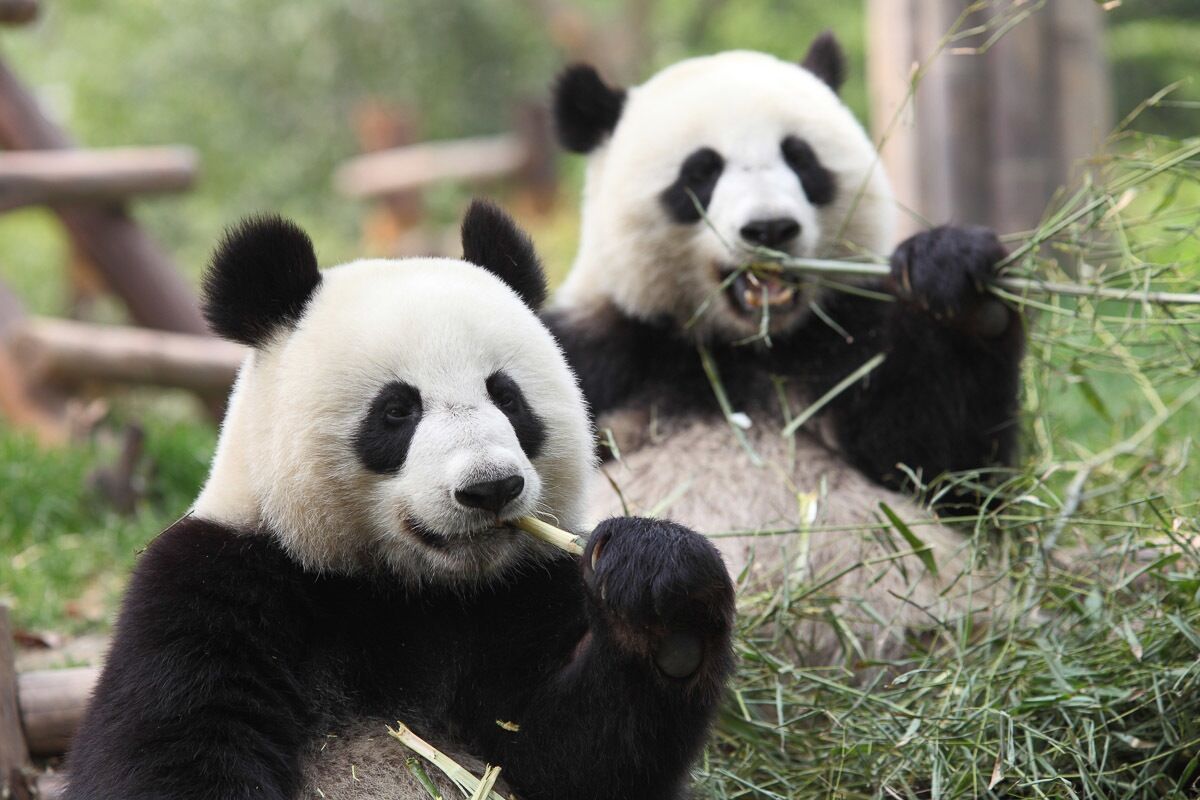 Papermoon Fototapete »Riesige Pandas«, samtig, Vliestapete, hochwertiger... bunt