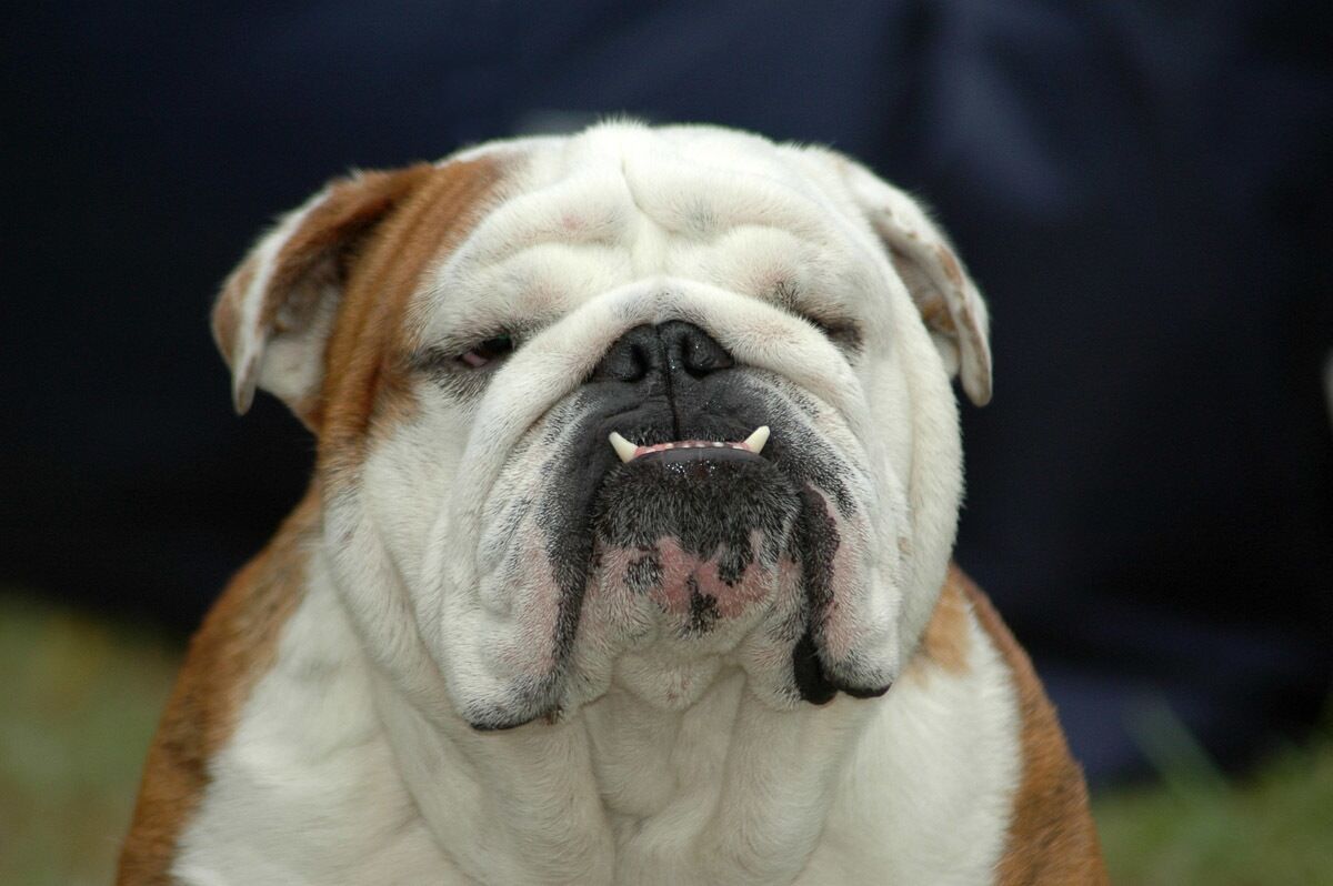 Papermoon Fototapete »Englisches Bulldoggenporträt«, samtig, Vliestapete,... bunt
