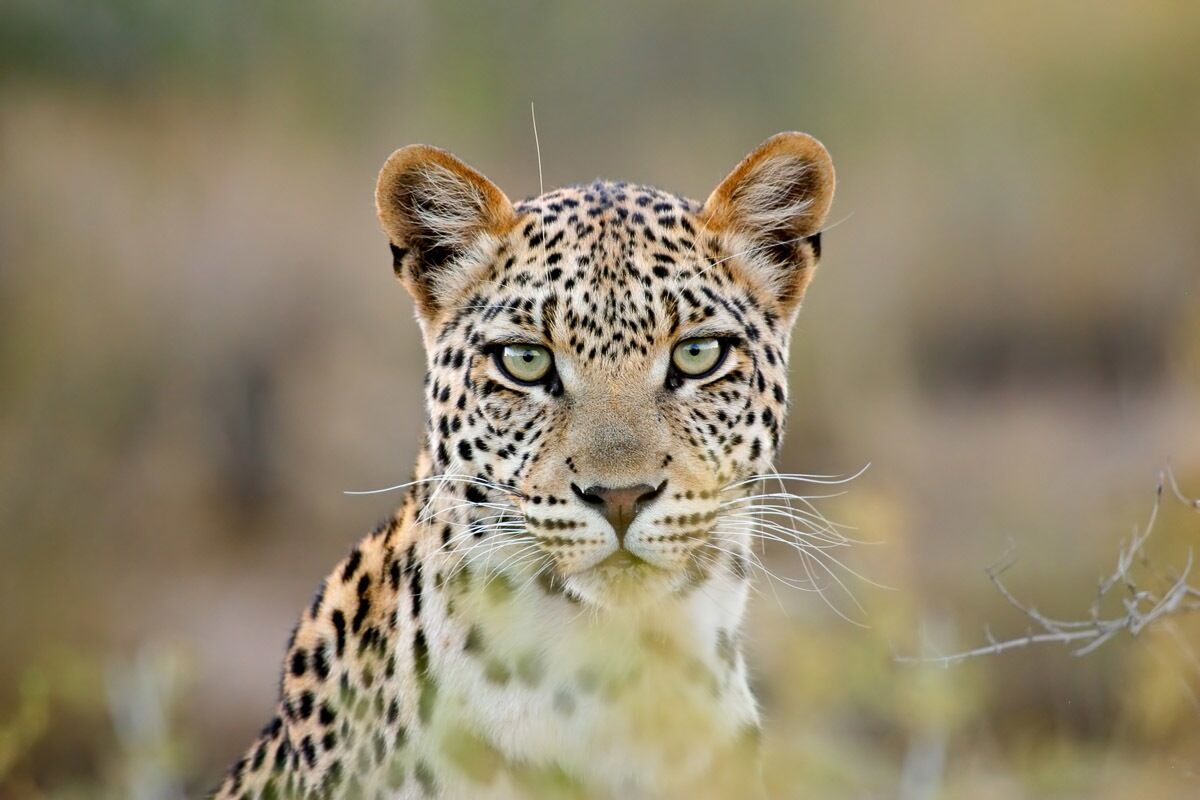 Papermoon Fototapete »Leopardenporträt«, samtig, Vliestapete, hochwertiger... bunt