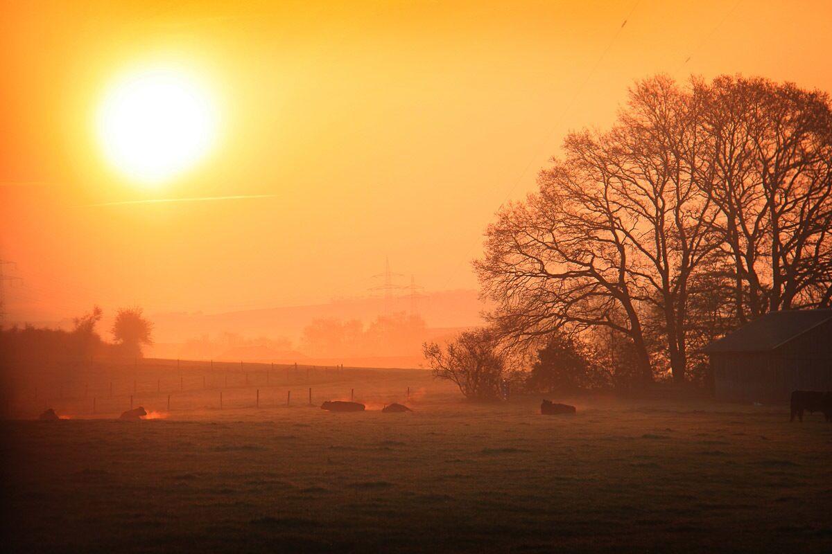 Papermoon Fototapete »Sonniger nebliger Sonnenaufgang«, samtig, Vliestapete,... bunt