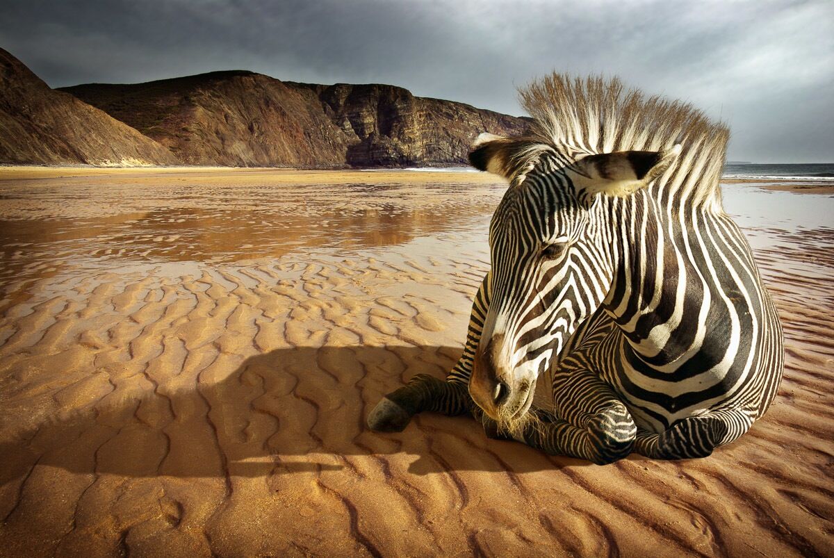 Papermoon Fototapete »Strandzebra«, samtig, Vliestapete, hochwertiger... bunt