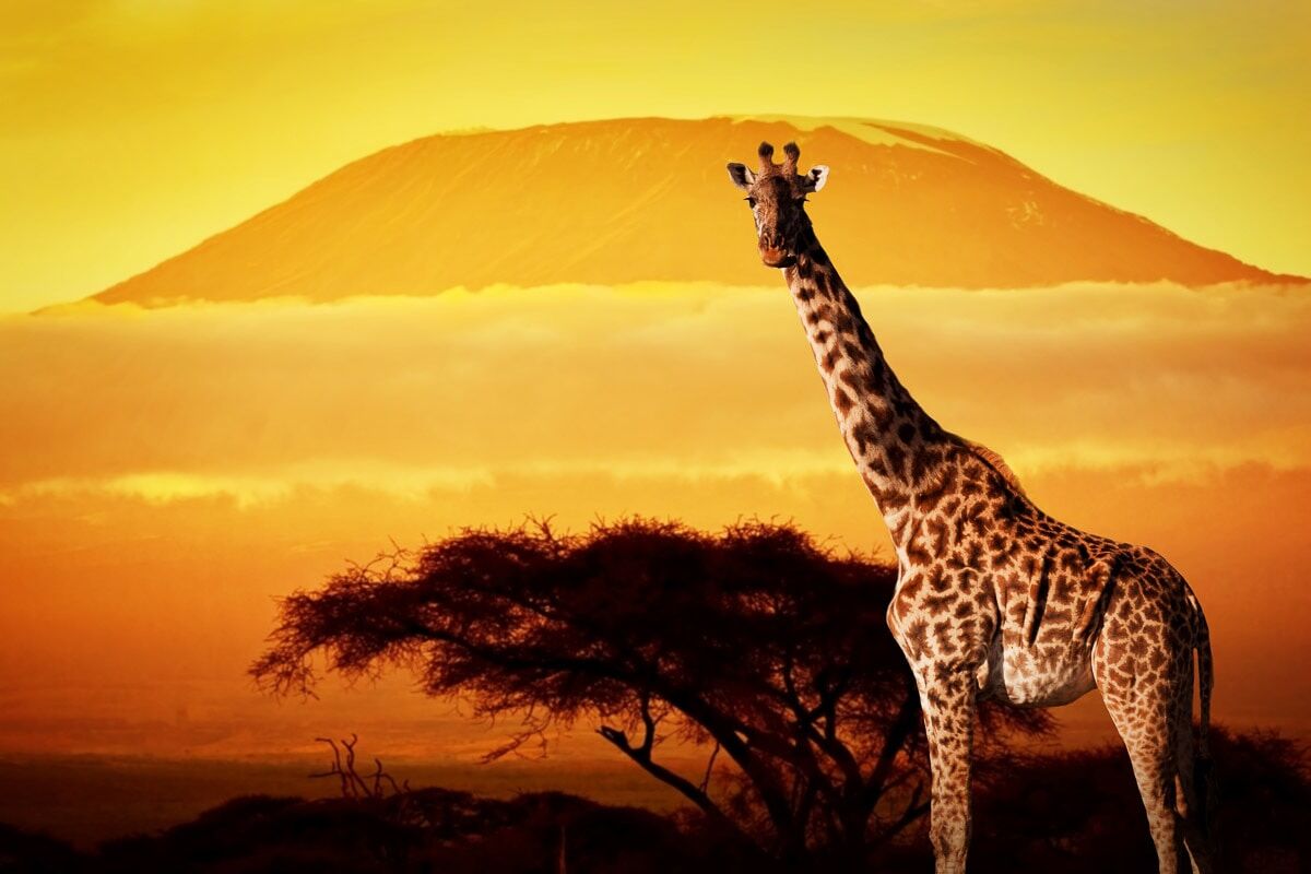 Papermoon Fototapete »Giraffe von Kilimanjaro«, Vliestapete, hochwertiger... bunt