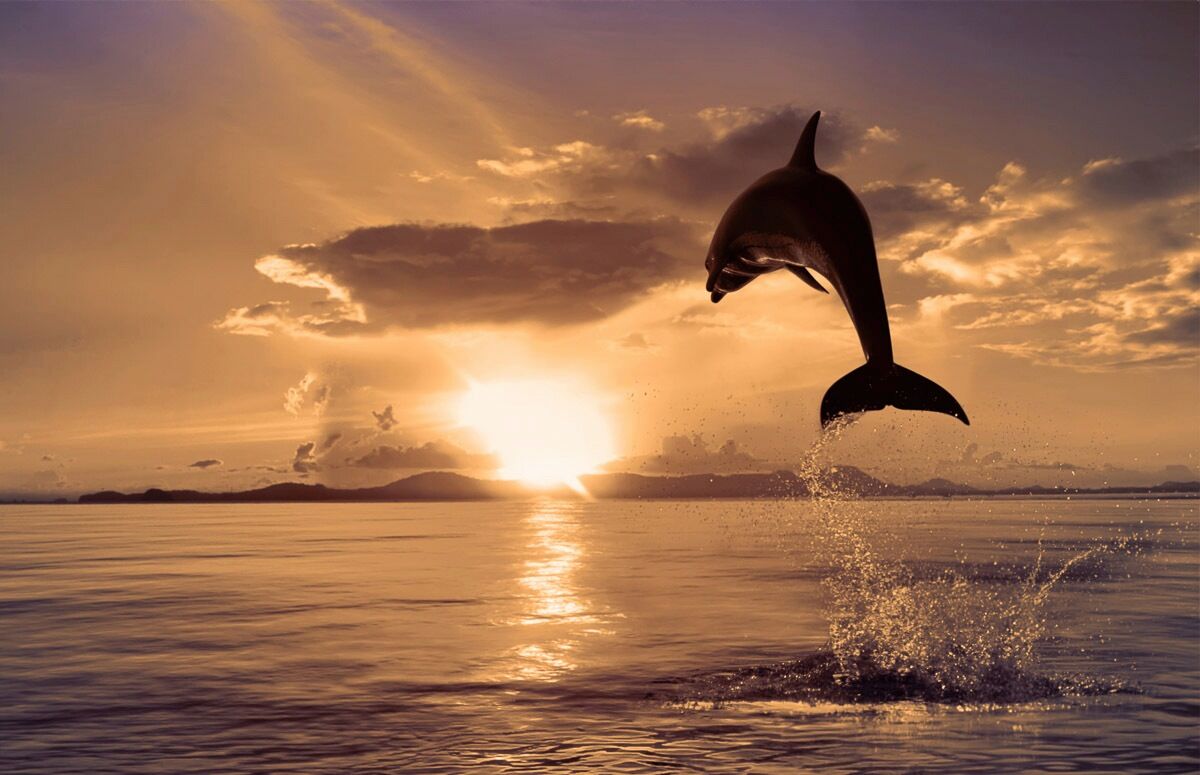 Papermoon Fototapete »Springender Delphin«, Vliestapete, hochwertiger... bunt