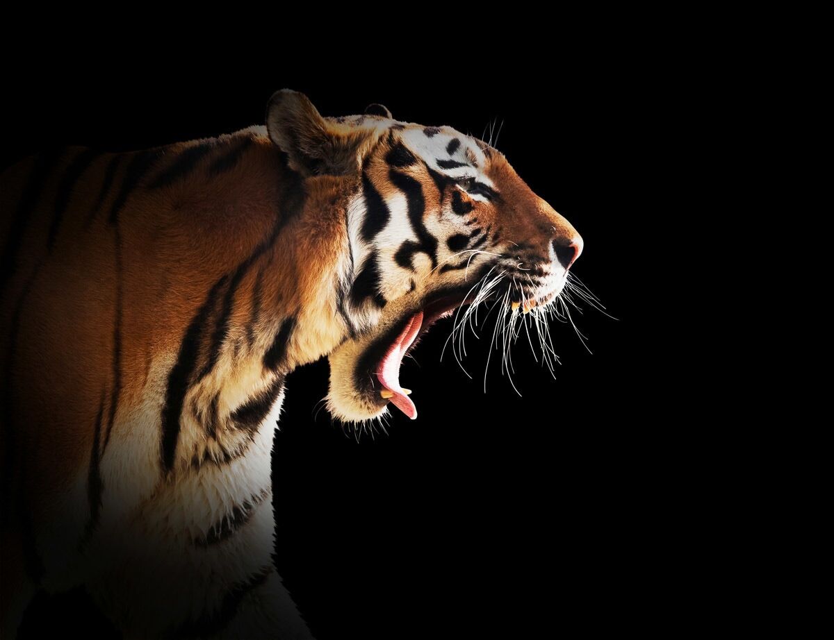Papermoon Fototapete »Brüllender Tiger«, Vliestapete, hochwertiger Digitaldruck bunt