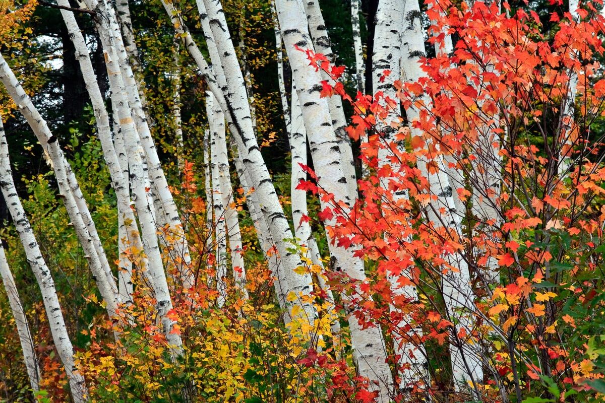 Papermoon Fototapete »Herbst Birkenwald«, Vliestapete, hochwertiger Digitaldruck bunt