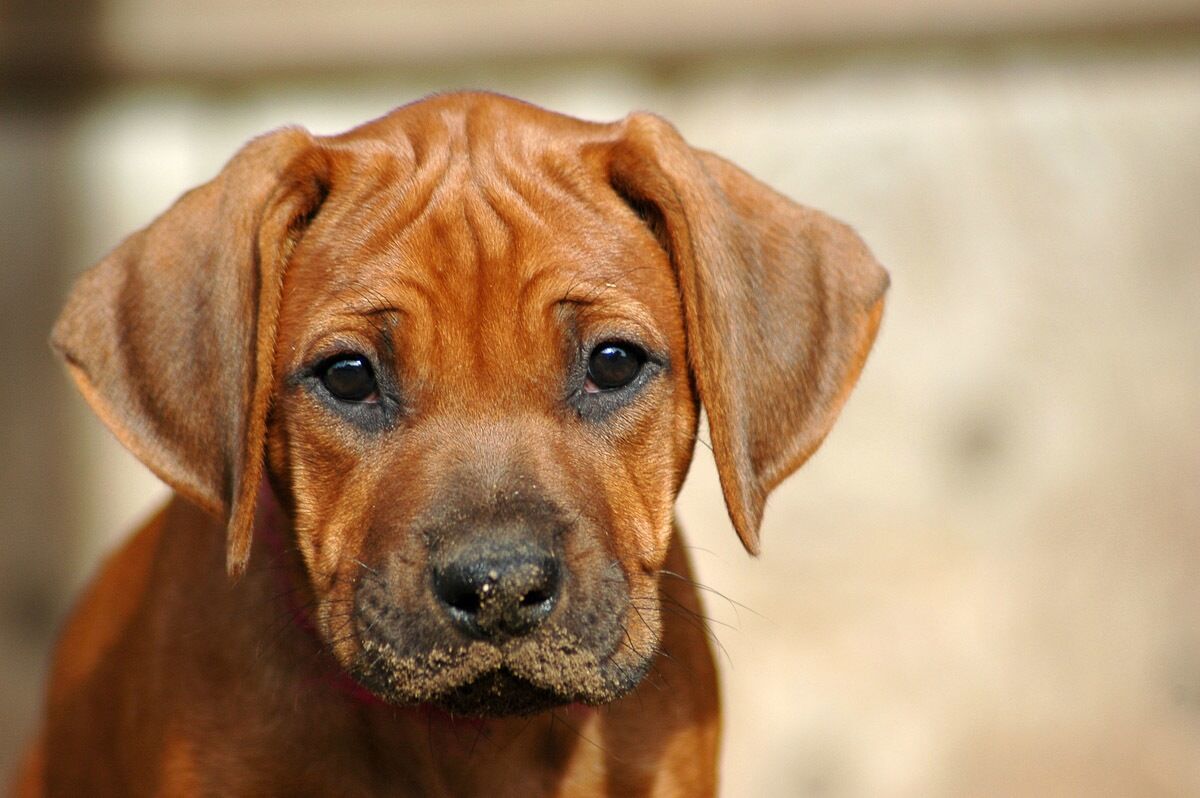 Papermoon Fototapete »Rhodesian Ridgeback Welpe«, samtig, Vliestapete,... bunt