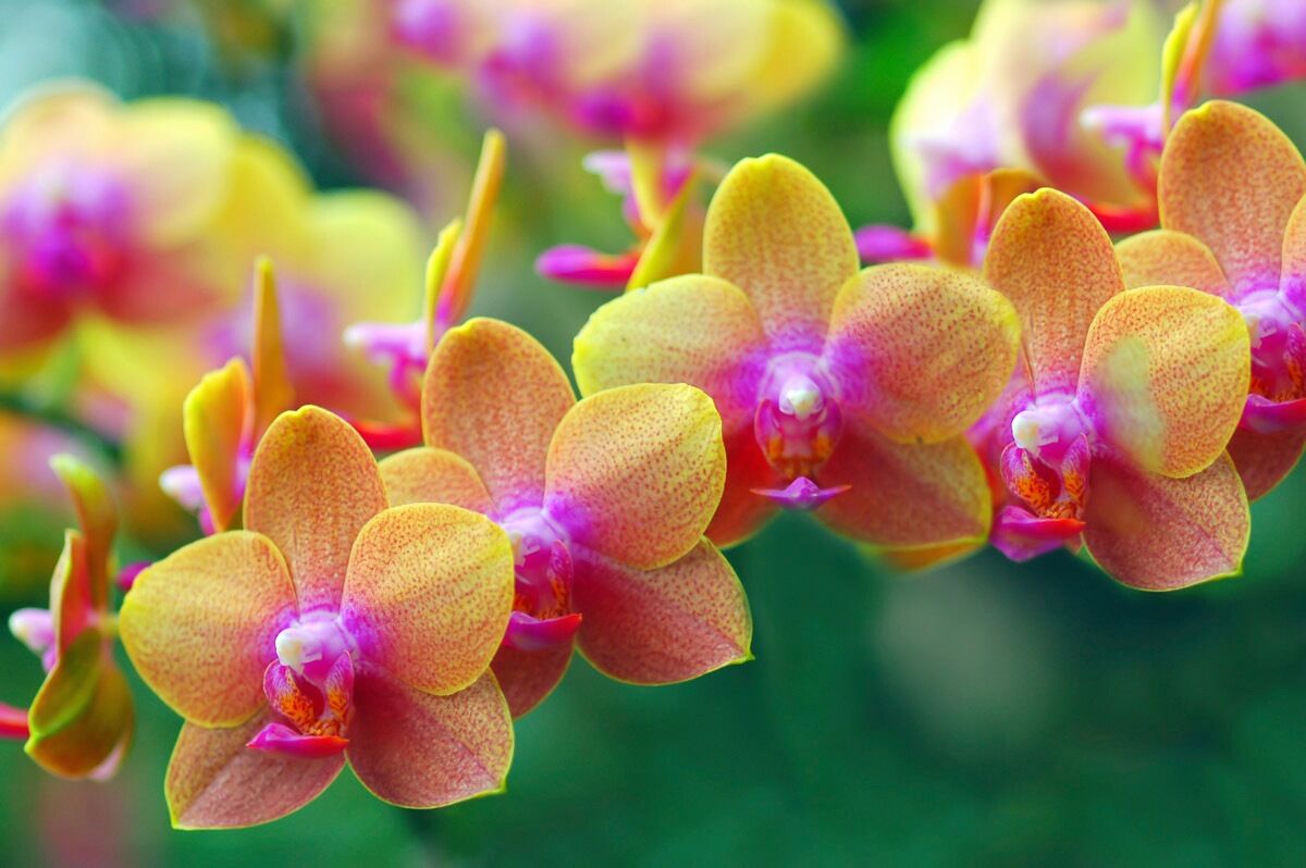 Papermoon Fototapete »Goldfarbenene Orchideen«, Vliestapete, hochwertiger... bunt