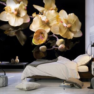 Artgeist Fototapete - Orchids in ecru color