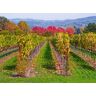 PAPERMOON Fototapete "WEINBERG IM HERBST-WINZER REBE WEIN GEBIRGE FELD WIESE" Tapeten Gr. B/L: 3,00 m x 2,23 m, Bahnen: 6 St., bunt Fototapeten