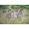 PAPERMOON Fototapete "Photo-Art XAVIER ORTEGA, CHEETAH CUBS" Tapeten Gr. B/L: 4,00 m x 2,60 m, Bahnen: 8 St., bunt Fototapeten