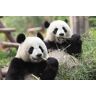 PAPERMOON Fototapete "Riesige Pandas" Tapeten Gr. B/L: 3,0 m x 2,2 m, Rollen: 1 St., bunt Fototapeten