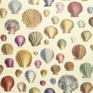 John Derian Papier Peint Captain Thomas Browns Shells