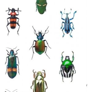 Curious Collections Papier Peint Coleoptera