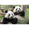 Papermoon Fotobehang Gigantische panda's Vliesbehang, eersteklas digitale print zwart Medium