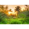 Papermoon Fotobehang Amazing Jungle Sunrise multicolor Medium