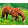 Papermoon Fotobehang Horses Vlies, 5 banen, 250 x 180 cm (5-delig) multicolor Medium