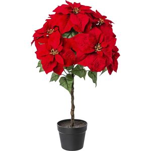 kaiserkraft Poinsettien-Stamm, Kunststofftopf, Höhe 750 mm