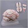 HKFJSH Hersenen Anatomisch Model Menselijk Hersenen Model Cerebrale Slagader Model Hersenen Anatomie Medisch Onderwijs Model (18.5 X 14 X 13.5 cm)