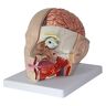 HYCLAM Medische Modellen, Menselijk Hoofd Hersenen Anatomie Model Menselijk Hersenen Anatomisch Model Klassieke Hersenen Anatomie Model Hersenslagader Model
