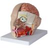 KJSHXYG Menselijk Hoofd Hersenen Anatomie Model Menselijk Hersenen Anatomisch Model-Hersenen Anatomie Model Cerebrale Slagader Model Medische Menselijk Hoofd Hersenen Schedel Anatomie Model