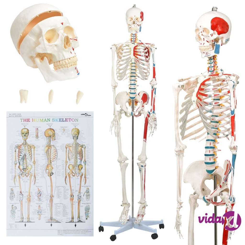 vidaXL Ihmisanatomian opetusluuranko julisteella 181 cm