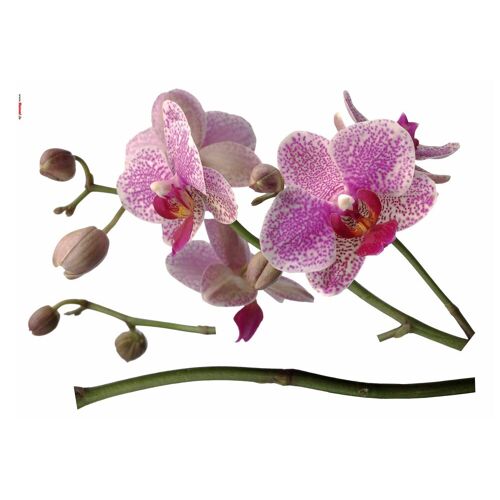 KOMAR Wandtattoo „Orchidee“ Wandtattoos selbstklebend Gr. B/H: 100 cm x 100 cm, Orchideen, lila Wandtattoos Natur