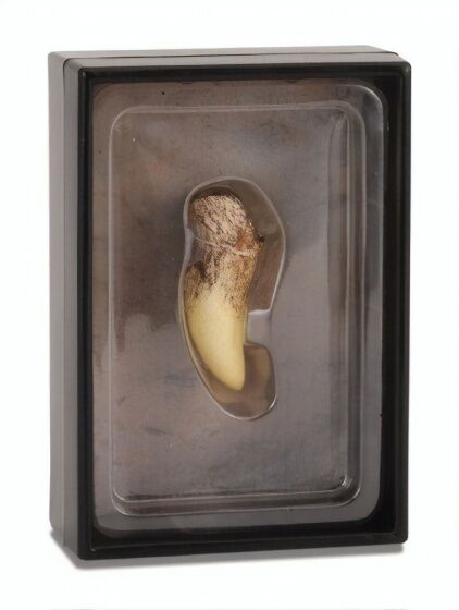 Collecta prehistorie: tand van T Rex 11,5 cm lichtbruin - Lichtbruin