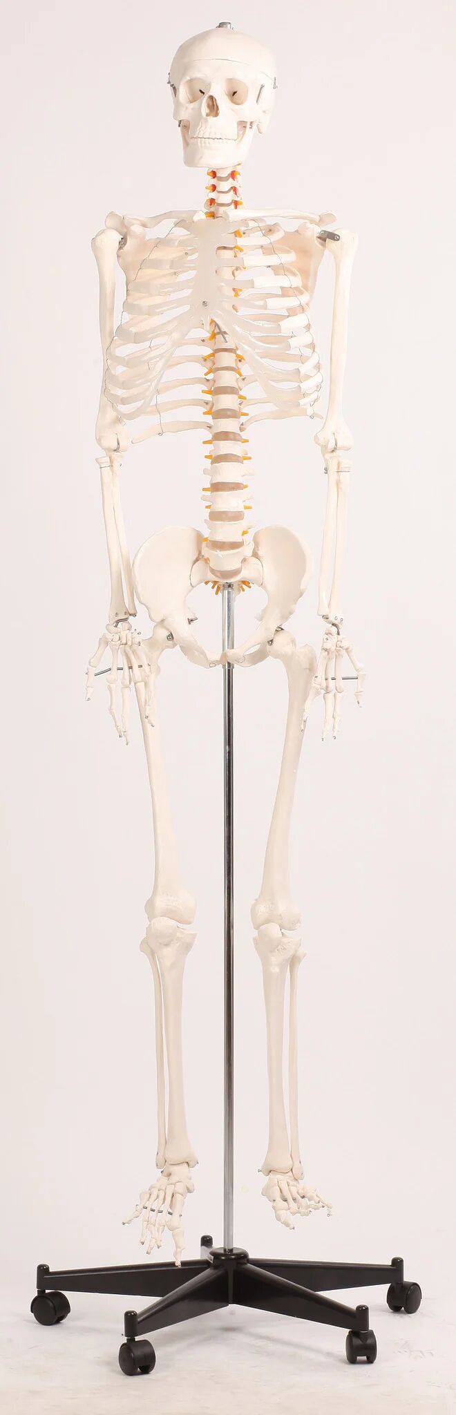 Unbranded Human Skeleton Anatomical Model