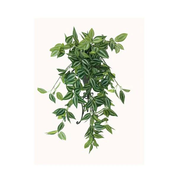 Unbranded Mixed White And Green Hanging Philodendron Bush 80 Cm
