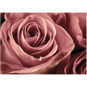 Inspire Stampa su tela Rose 50x70 cm