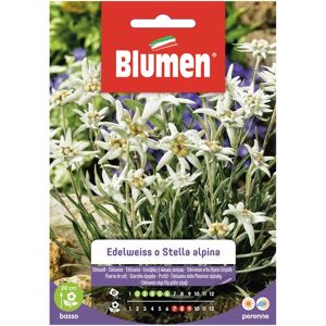 BLUMEN Seme fiore Edelweiss o stella alpina