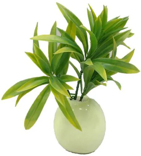 Unbranded Dracaena Yucca Stem Uv Resistant