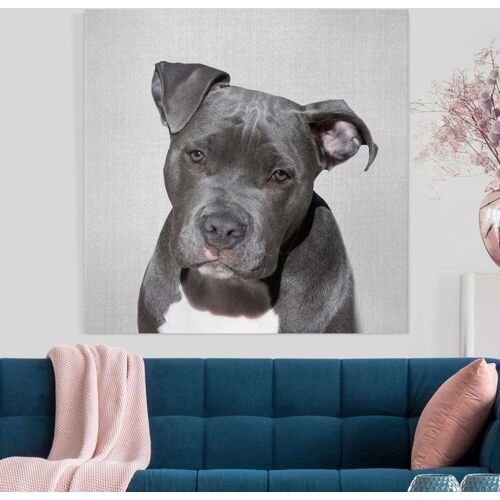 Leinwandbild Pitbull Pelle