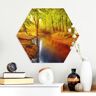 Hexagon-Forexbild Herbstwald