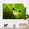 Glasbild Tiere - Querformat Wetterfrosch