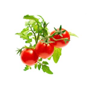 Click and Grow Smart Garden Genopfyldning 3-pakke - Mini-tomater