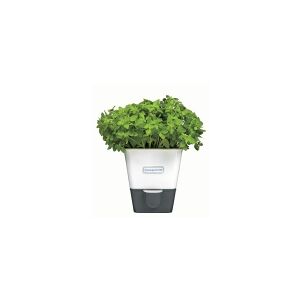 Cole & Mason H105249, Potteplante, Fritstående, Kulstofstål, Grå, Hvid, Indendørs, 125 mm