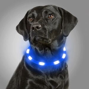 LED-belyst hundehalsbånd, lysende hundehalsbånd, Night Safety, USA