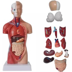 Jettbuying Unisex menneskelig torso krop Anatomi Anatomisk model Internt organ A 28CM