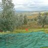 4F GROUP Rete per olive  antispina L 8 x H 6 m