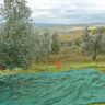 4F GROUP Rete per olive  antispina L 12 x H 6 m