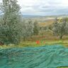 4F GROUP Rete per olive  antispina L 50 x H 3 m