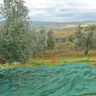 4F GROUP Rete per olive  antispina L 10 x H 5 m