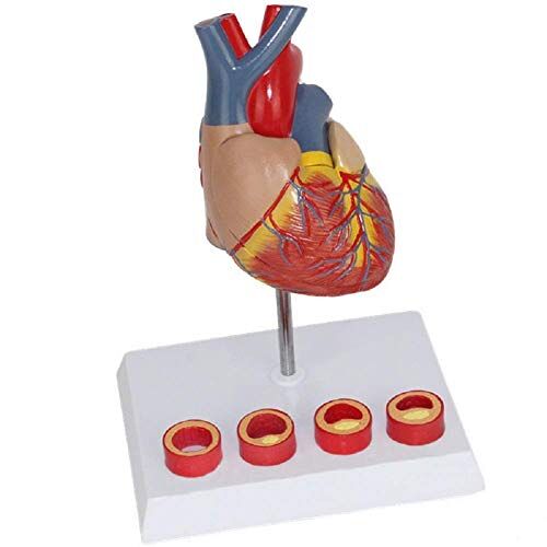 JSGDF Educatief model Levensgroot menselijk hartmodel, educatief hart anatomisch model, cardiovasculair model voor school, onderwijs (L)