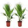 Plant in a Box Washingtonia Robusta - Set van 2 - Waaierpalm - Pot 21cm - Hoogte 70-90cm Washingtonia P21 x2