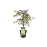 Plant in a Box Acer palmatum'Inaba-shidare'- Japanse Esdoorn - Pot 13cm - Hoogte 30-40cm Acer P13 - Inaba-Shidare