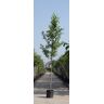 Warentuin Natuurlijk - Gewone els Alnus glutinosa h 550 cm st. omtrek 19 cm